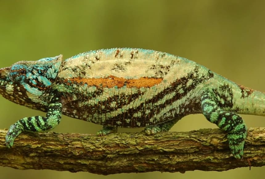 Chameleon changing colors with sunglasses outlet